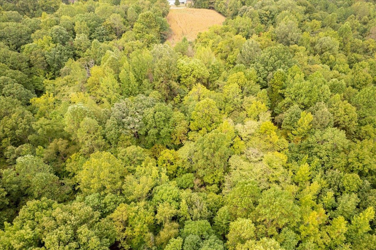 0 Hawkins Road Burlison, TN 38015 - Photo 10 of 18 a view of a big yard with plants and wooden floor