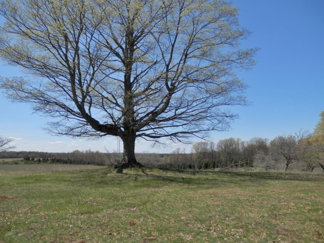10230 Marilla Road Copemish, MI 49625 - Photo 20 of 26 Awesome backyard tree