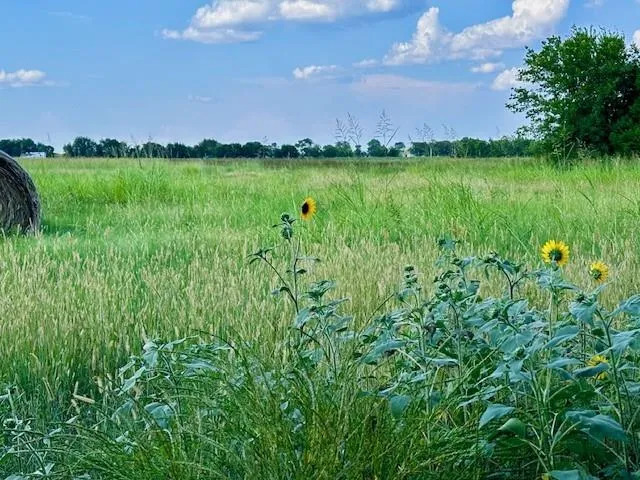 a view of a lush green field