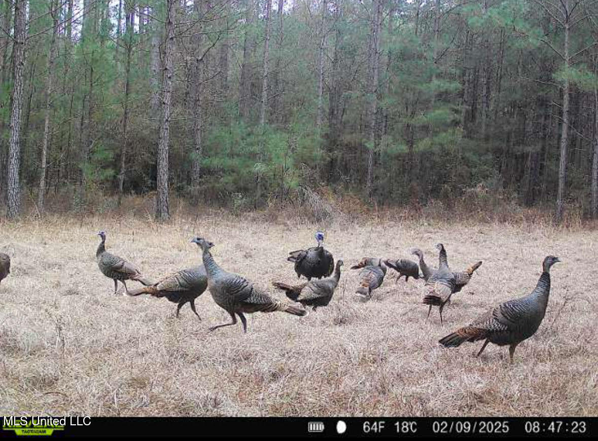 0 Whitetown Lane Hazlehurst, MS 39083 - Photo 18 of 22 52