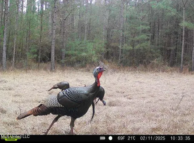 $195,000 | 0 Whitetown Lane, Hazlehurst, MS 39083