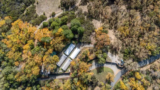 a view of a forest with a mountain