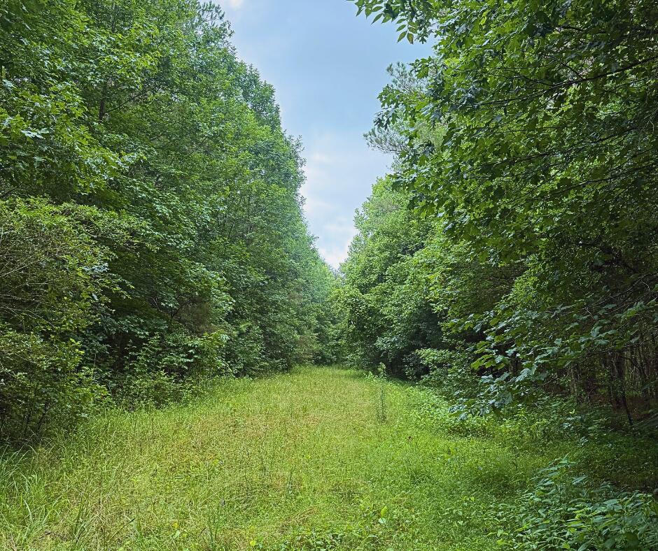 110 County Road Houston, MS 38851 - Photo 6 of 25 Gallery Image 6