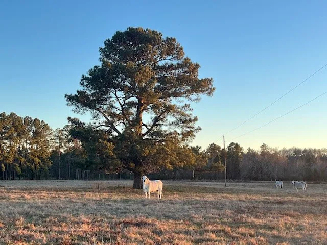 a view of a field with trees in the background