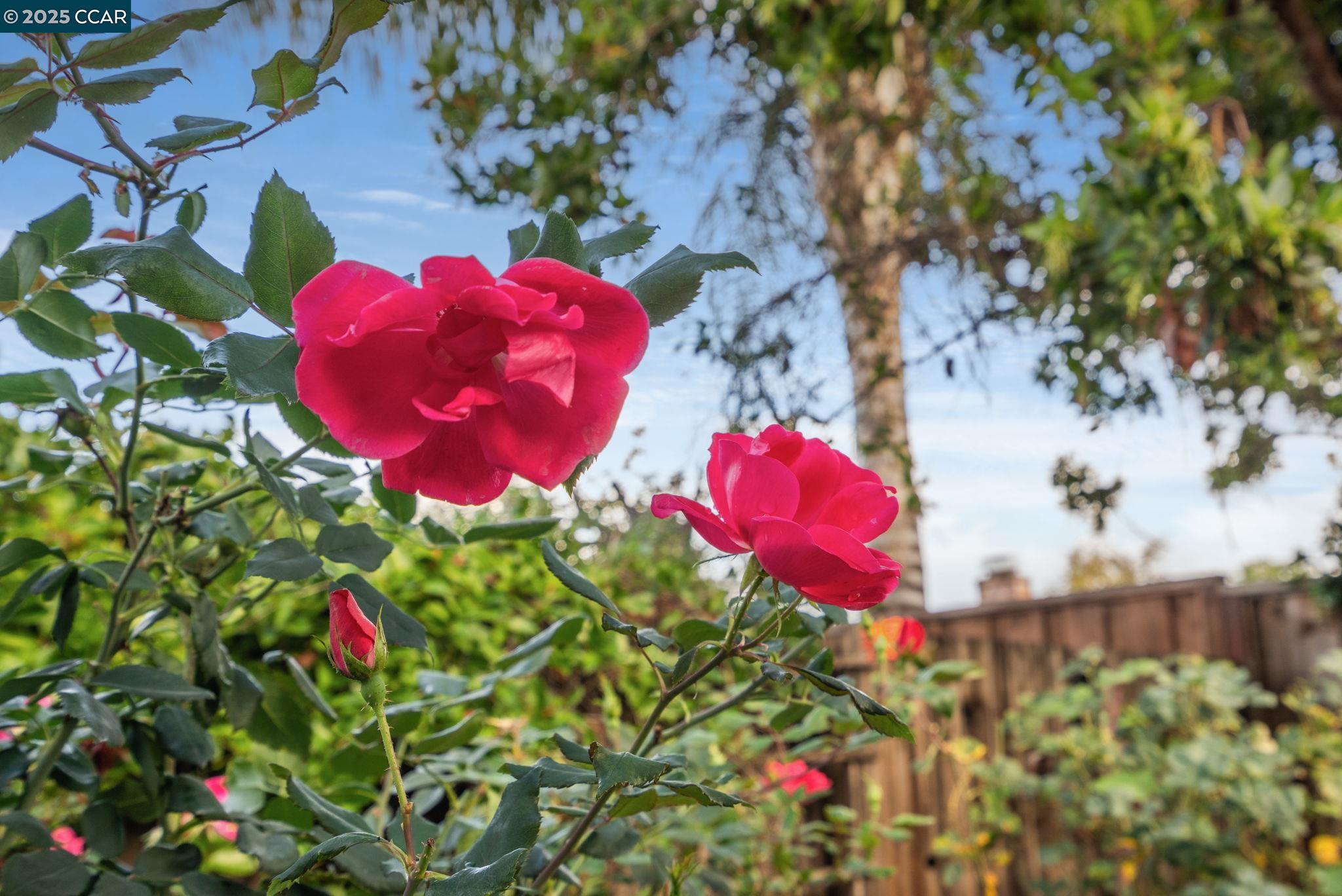 2828 Aptos Way San Ramon, CA 94583 - Photo 32 of 38 a view of a flower