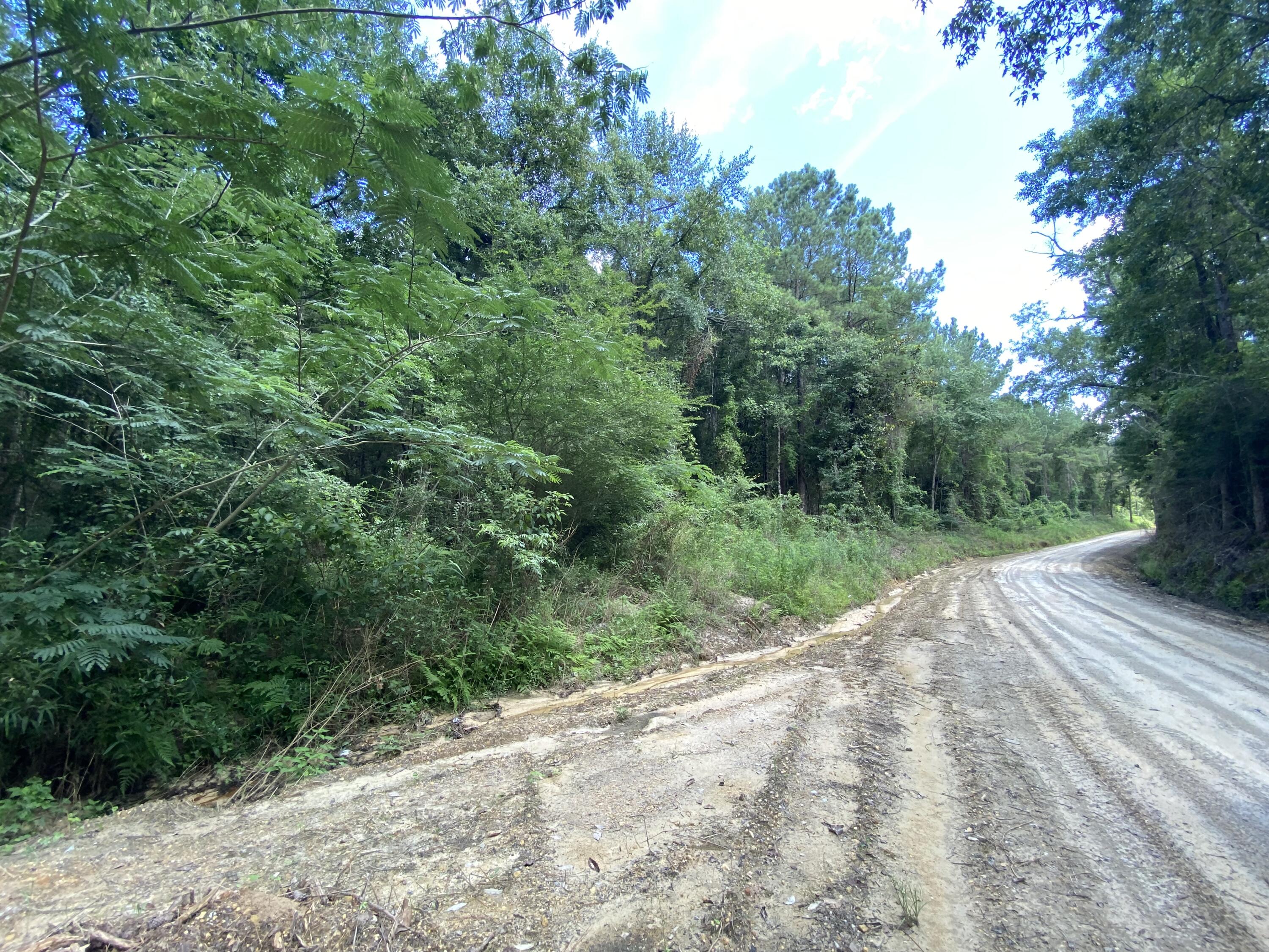 40-ac Henderson Bridge Road Opp, AL 36467 - Photo 18 of 26 a view of a yard with plants and a trees