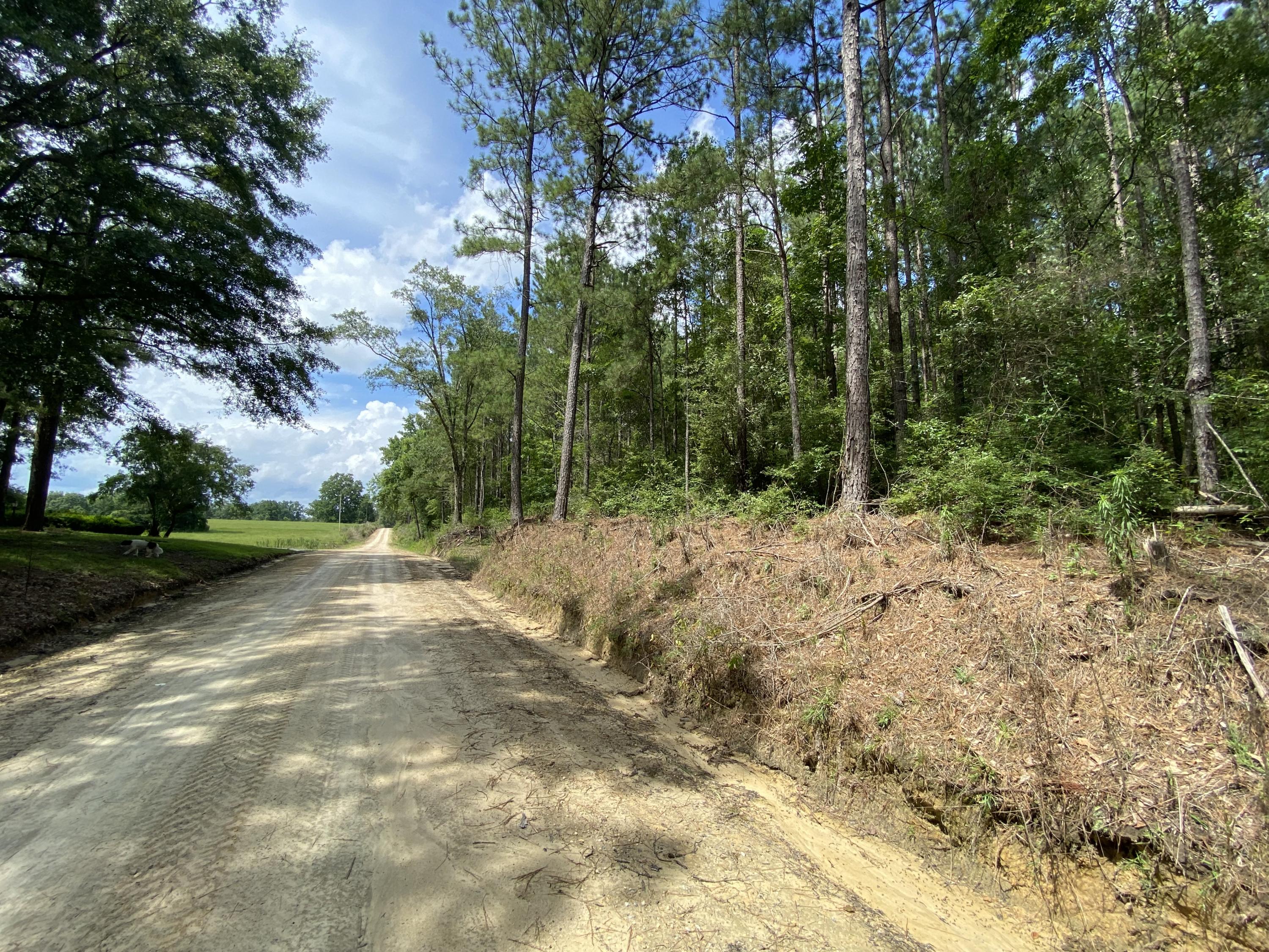 40-ac Henderson Bridge Road Opp, AL 36467 - Photo 21 of 26 a view of a yard with plants and trees