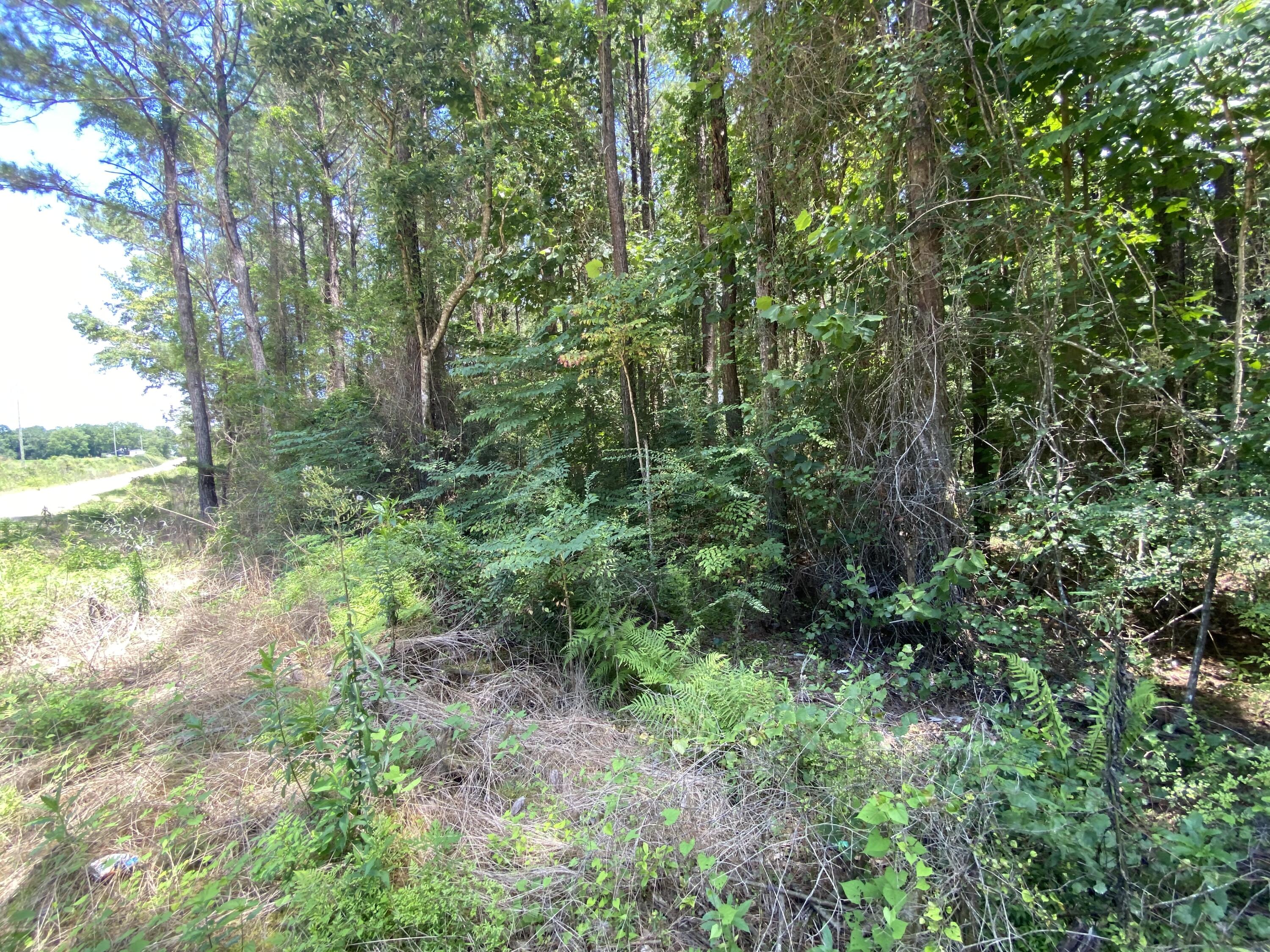 40-ac Henderson Bridge Road Opp, AL 36467 - Photo 24 of 26 a view of a lush green forest with lots of trees