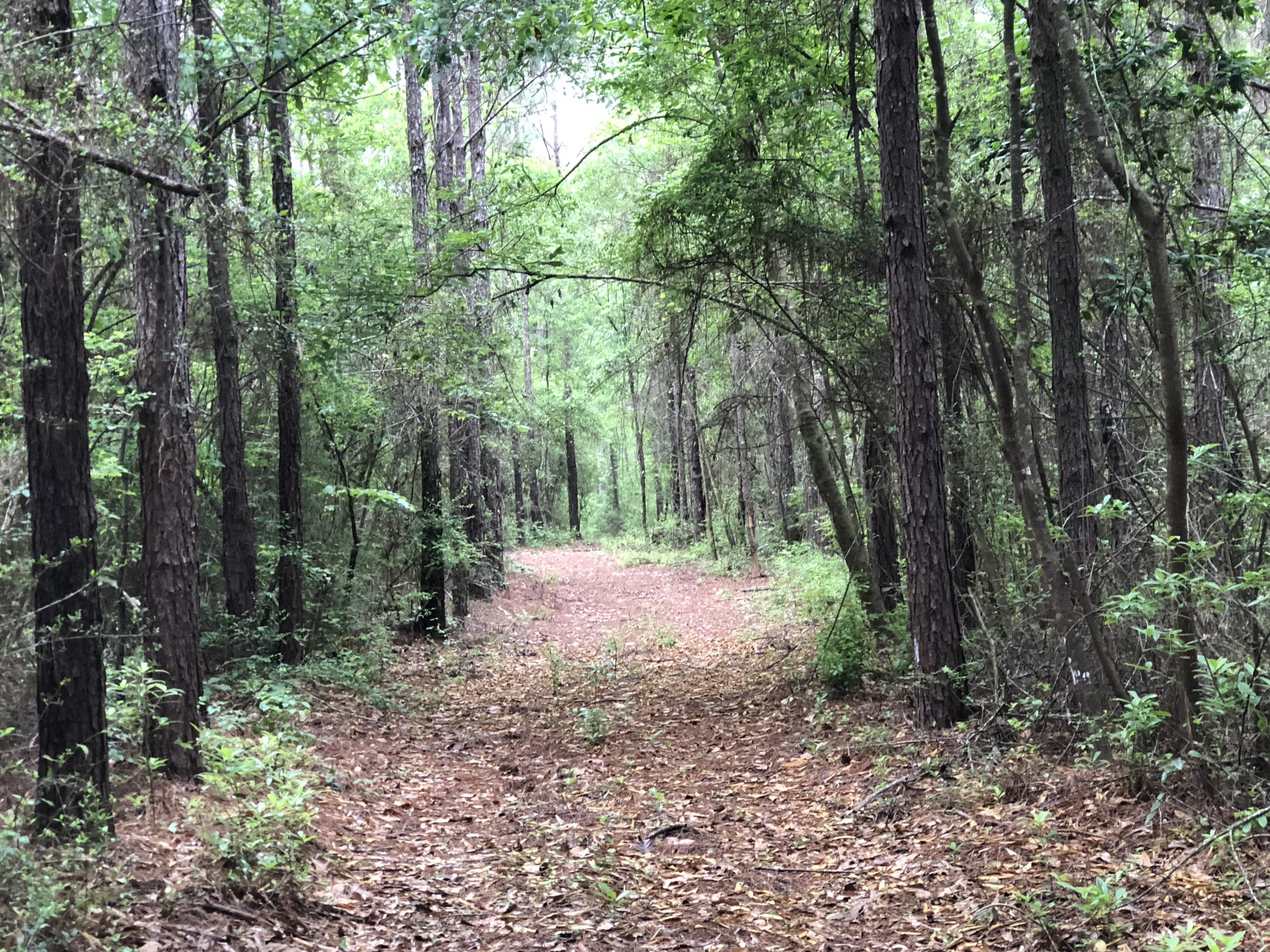 40-ac Henderson Bridge Road Opp, AL 36467 - Photo 5 of 26 a backyard of a house with lots of green space