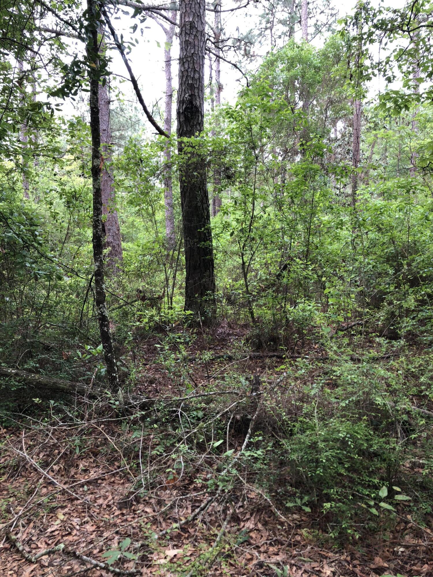 40-ac Henderson Bridge Road Opp, AL 36467 - Photo 6 of 26 a view of a forest that has large trees