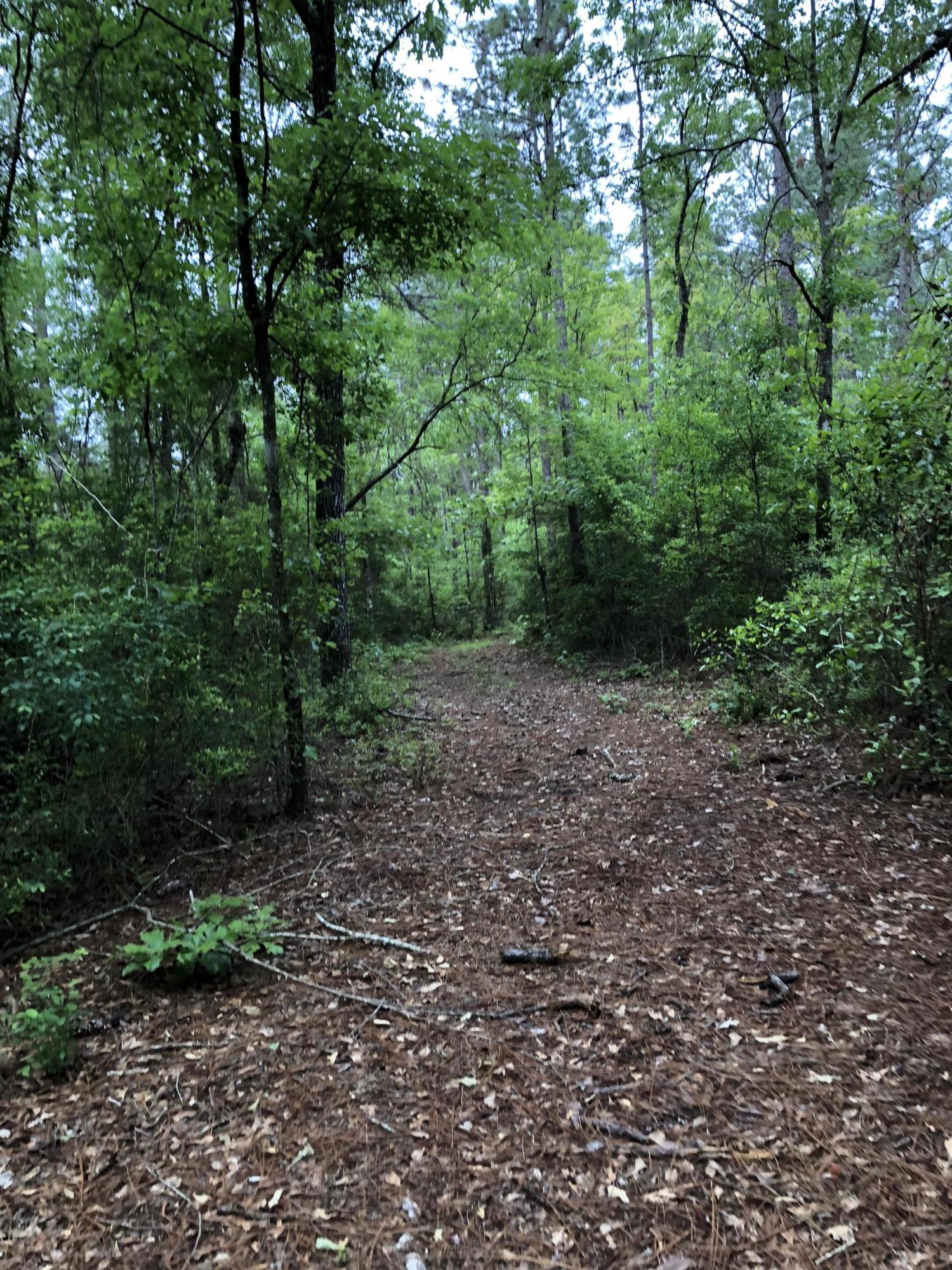 40-ac Henderson Bridge Road Opp, AL 36467 - Photo 8 of 26 a view of a forest with trees in the background