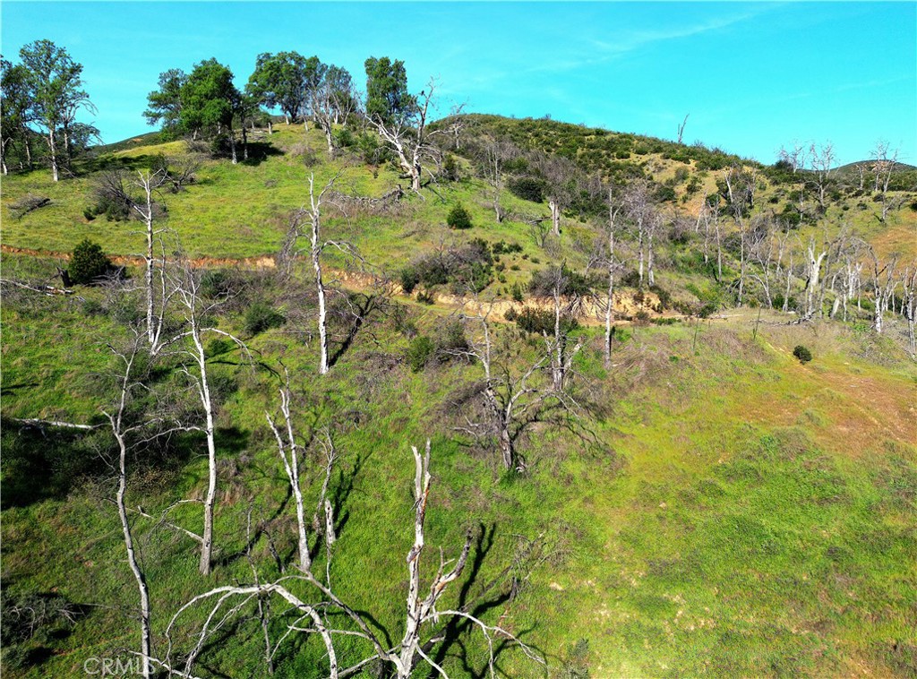 a view of a yard with plants