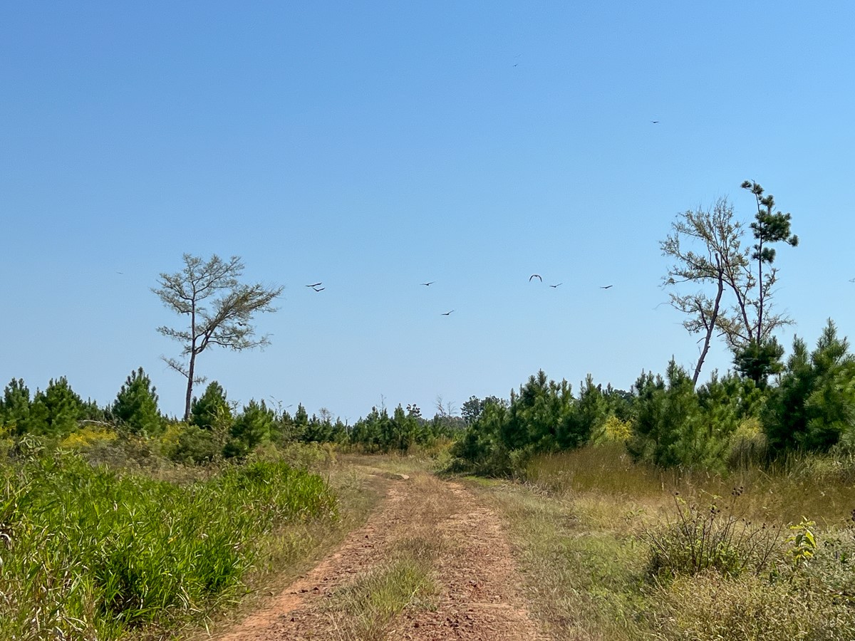 1 County Road 2925 Rusk, TX 75785 - Photo 5 of 8 a front view of a house with a yard