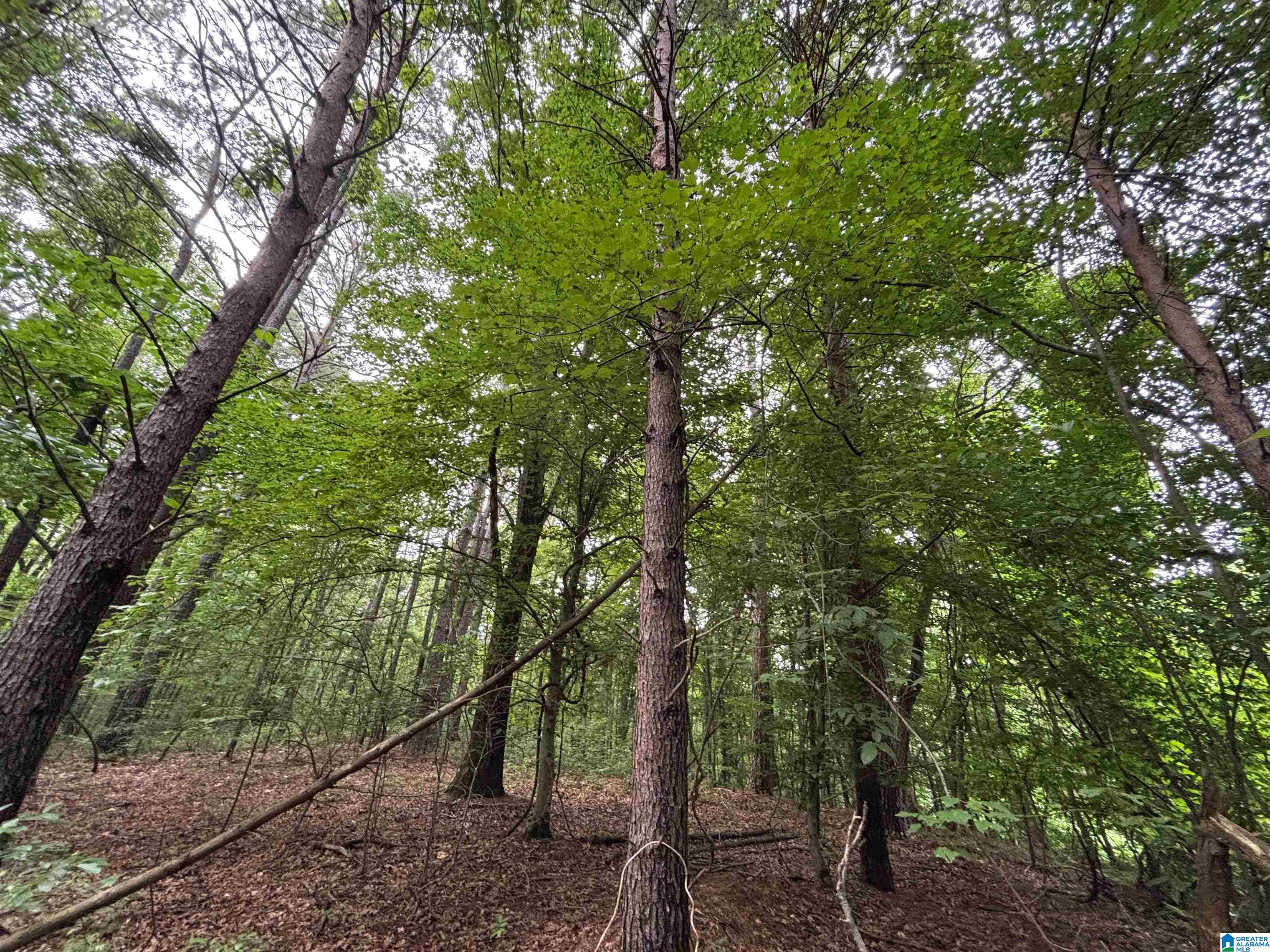 0 Bright Star Road, Unit 123 / ACRES Horton, AL 35980 - Photo 6 of 21