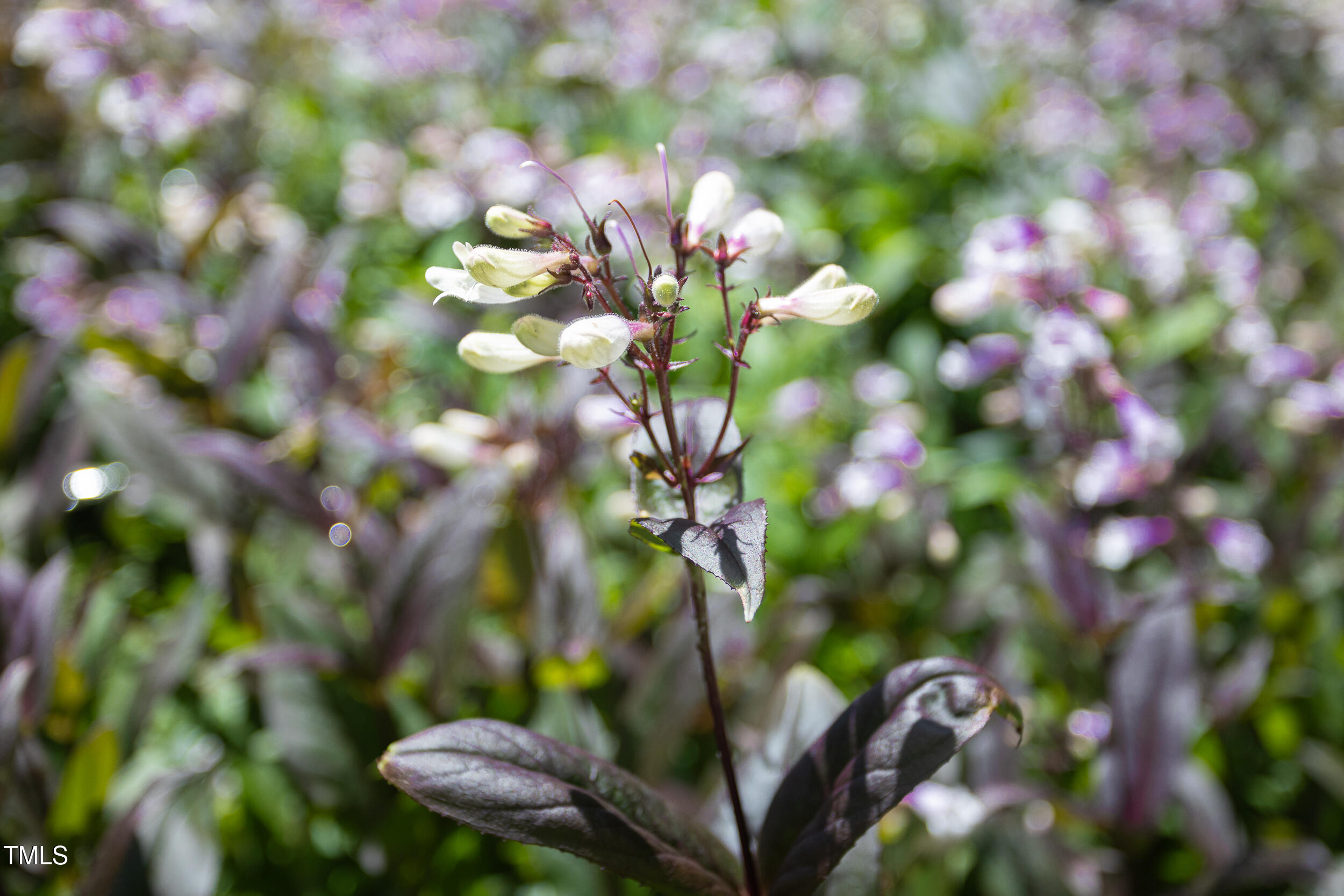 1604 Pinecrest Road Durham, NC 27705 - Photo 59 of 71 1604_PINECRREST_MLS-10