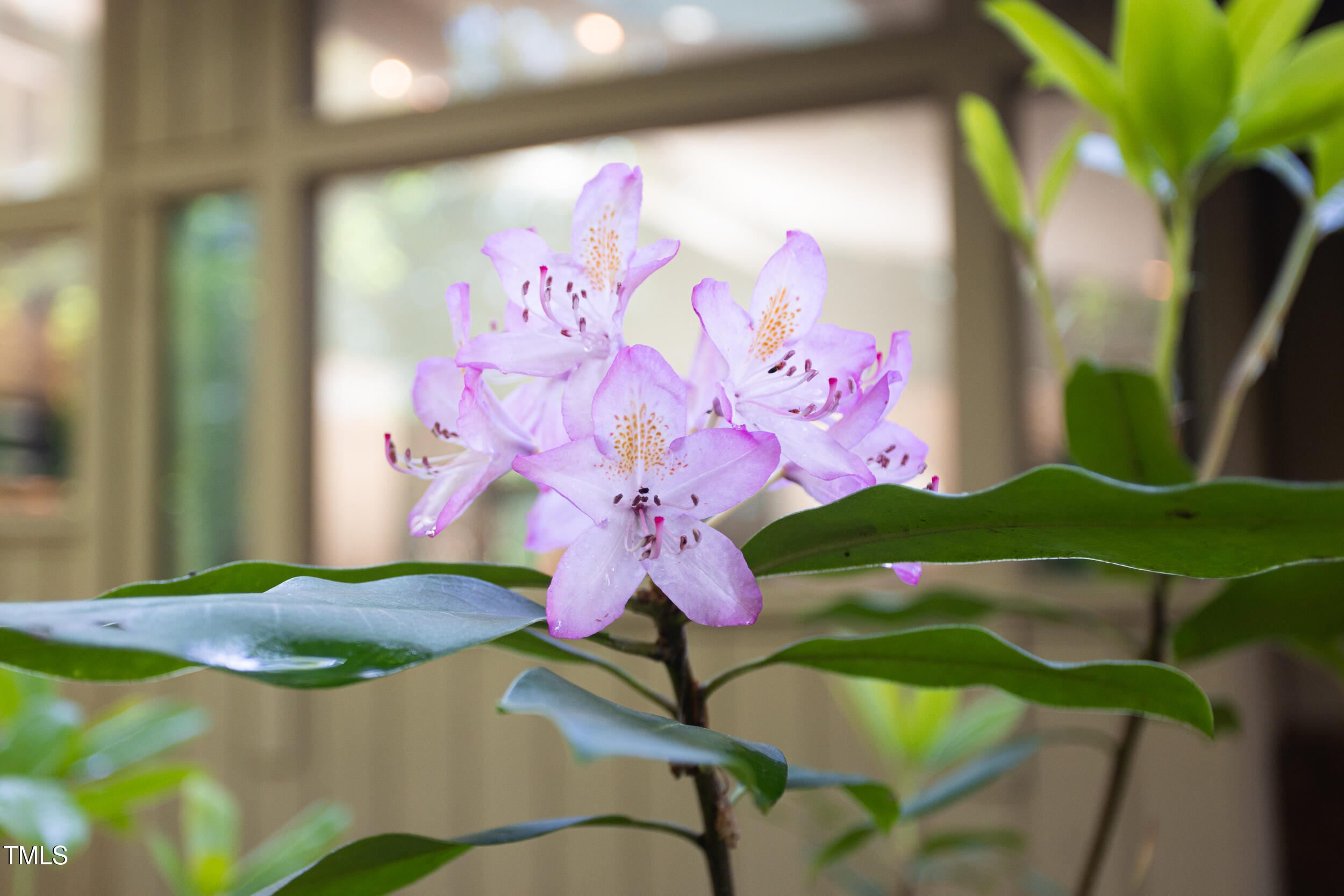 1604 Pinecrest Road Durham, NC 27705 - Photo 5 of 71 1604_PINECRREST_MLS-4