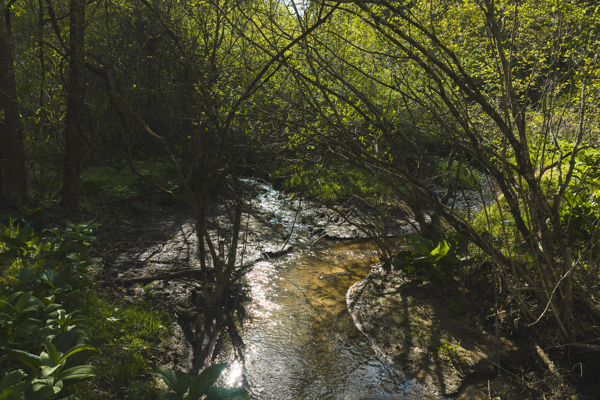 Tbd Black Ridge Road Southwest Floyd, VA 24091 - Photo 17 of 38 DJI_20260421174006_0634_D