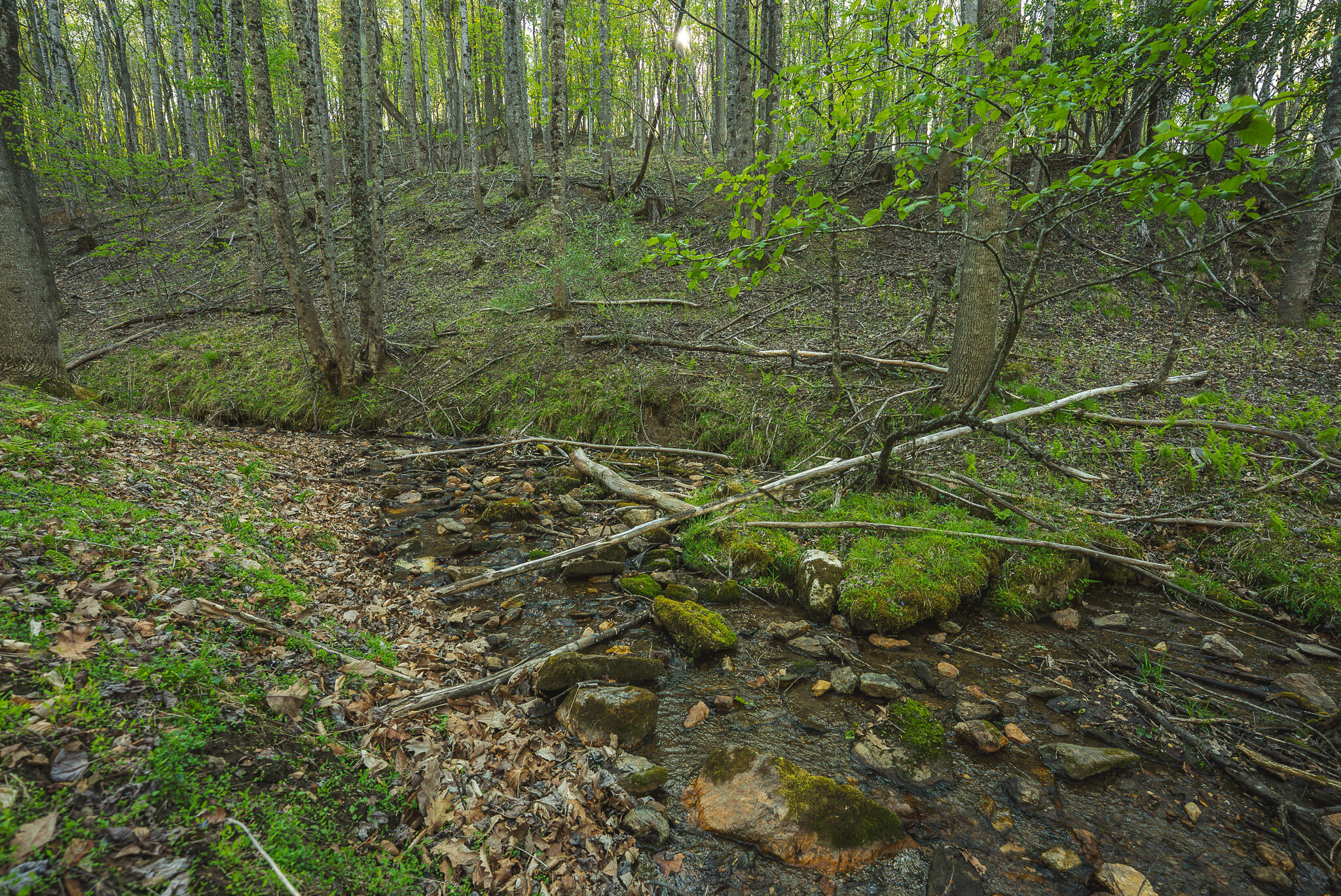 Tbd Black Ridge Road Southwest Floyd, VA 24091 - Photo 21 of 38 DSC00731