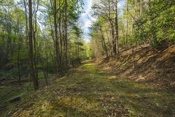 a view of a forest with trees