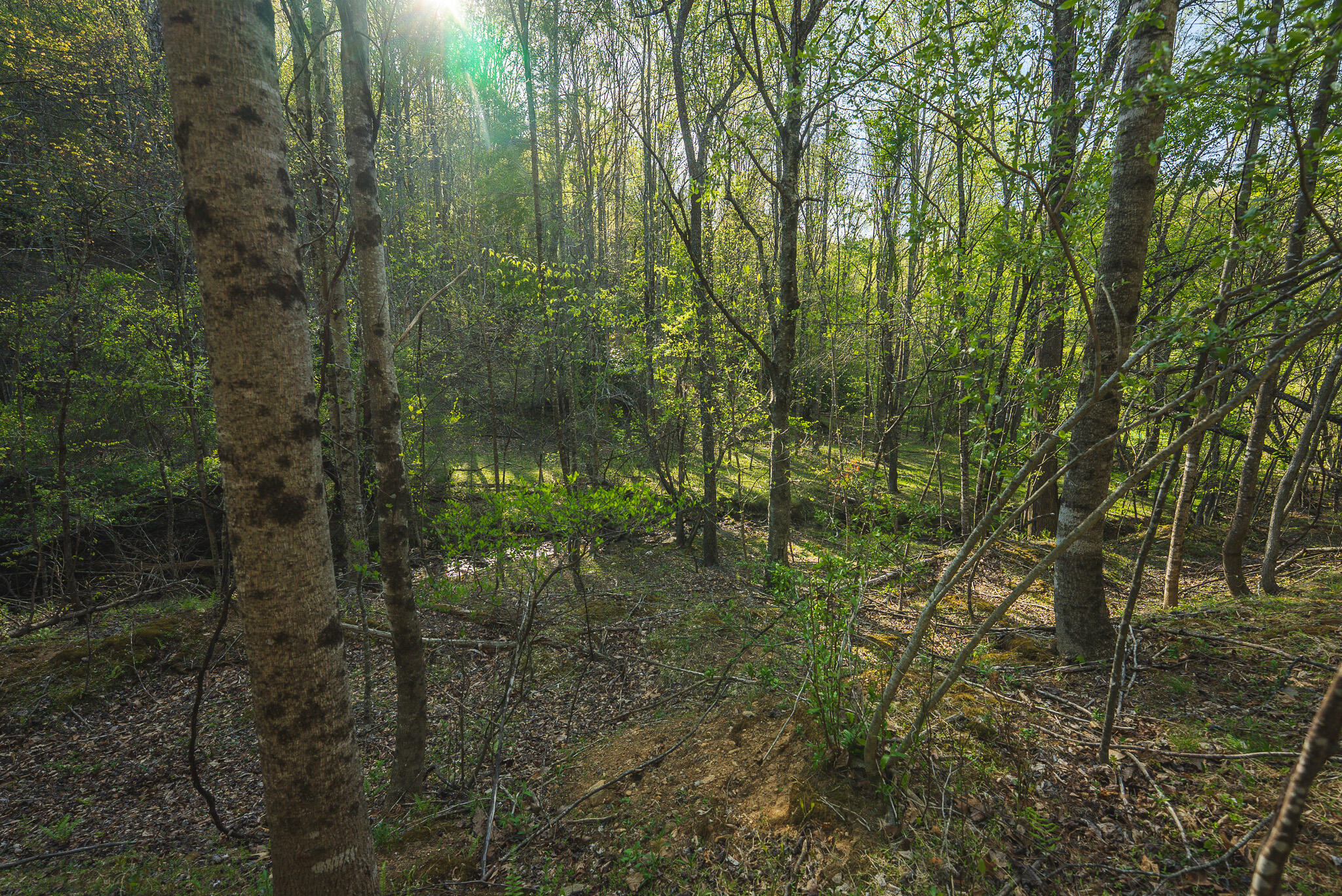 Tbd Black Ridge Road Southwest Floyd, VA 24091 - Photo 30 of 38 DSC00742