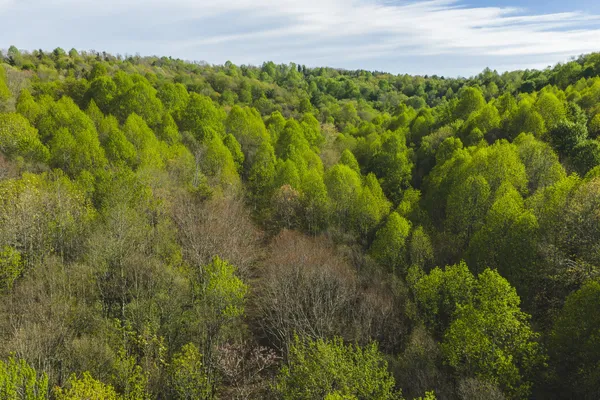 a view of a forest with a street