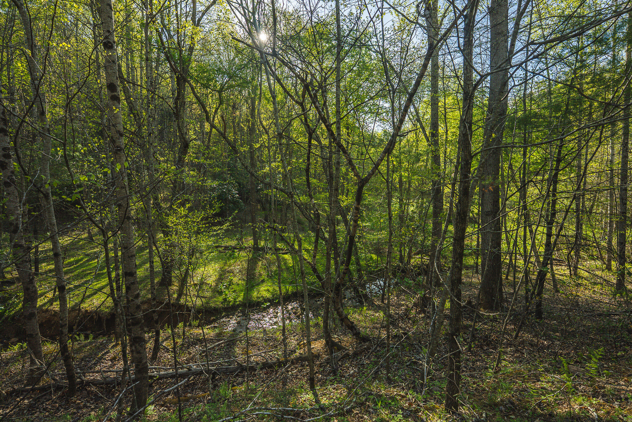 Tbd Black Ridge Road Southwest Floyd, VA 24091 - Photo 33 of 38 DSC00745