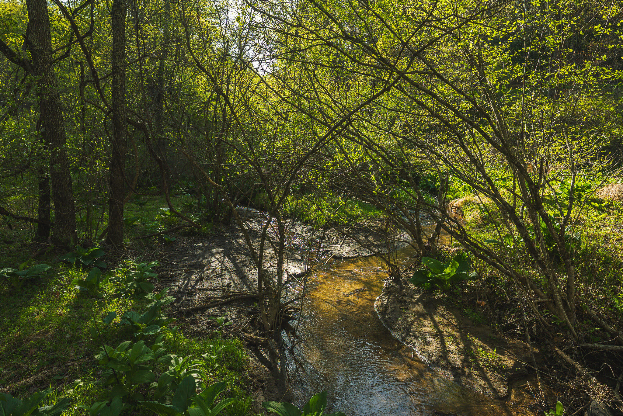 Tbd Black Ridge Road Southwest Floyd, VA 24091 - Photo 36 of 38 DSC00748