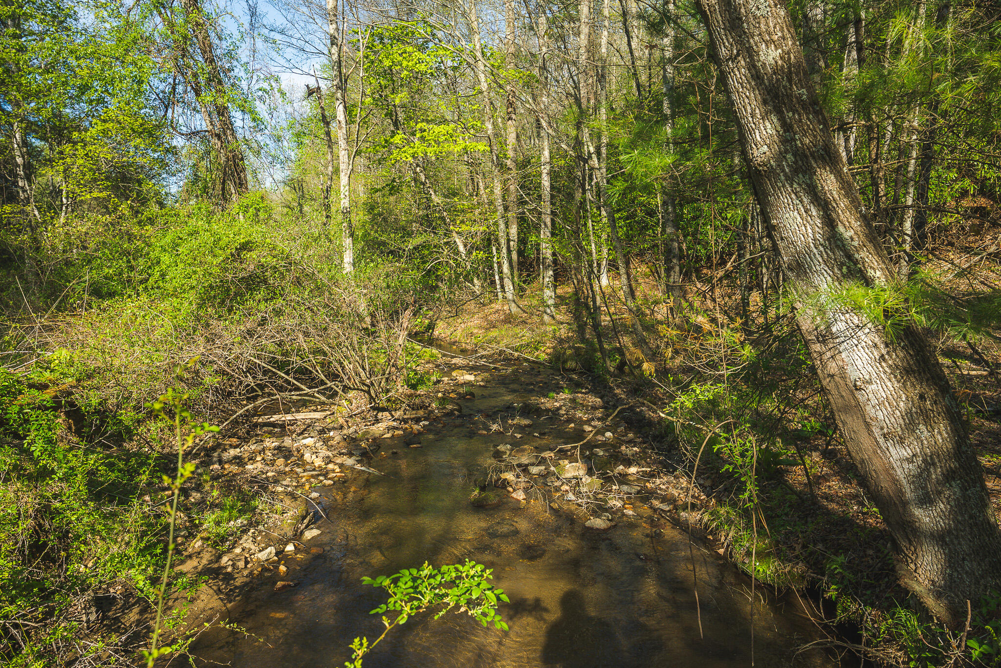 Tbd Black Ridge Road Southwest Floyd, VA 24091 - Photo 37 of 38 DSC00749