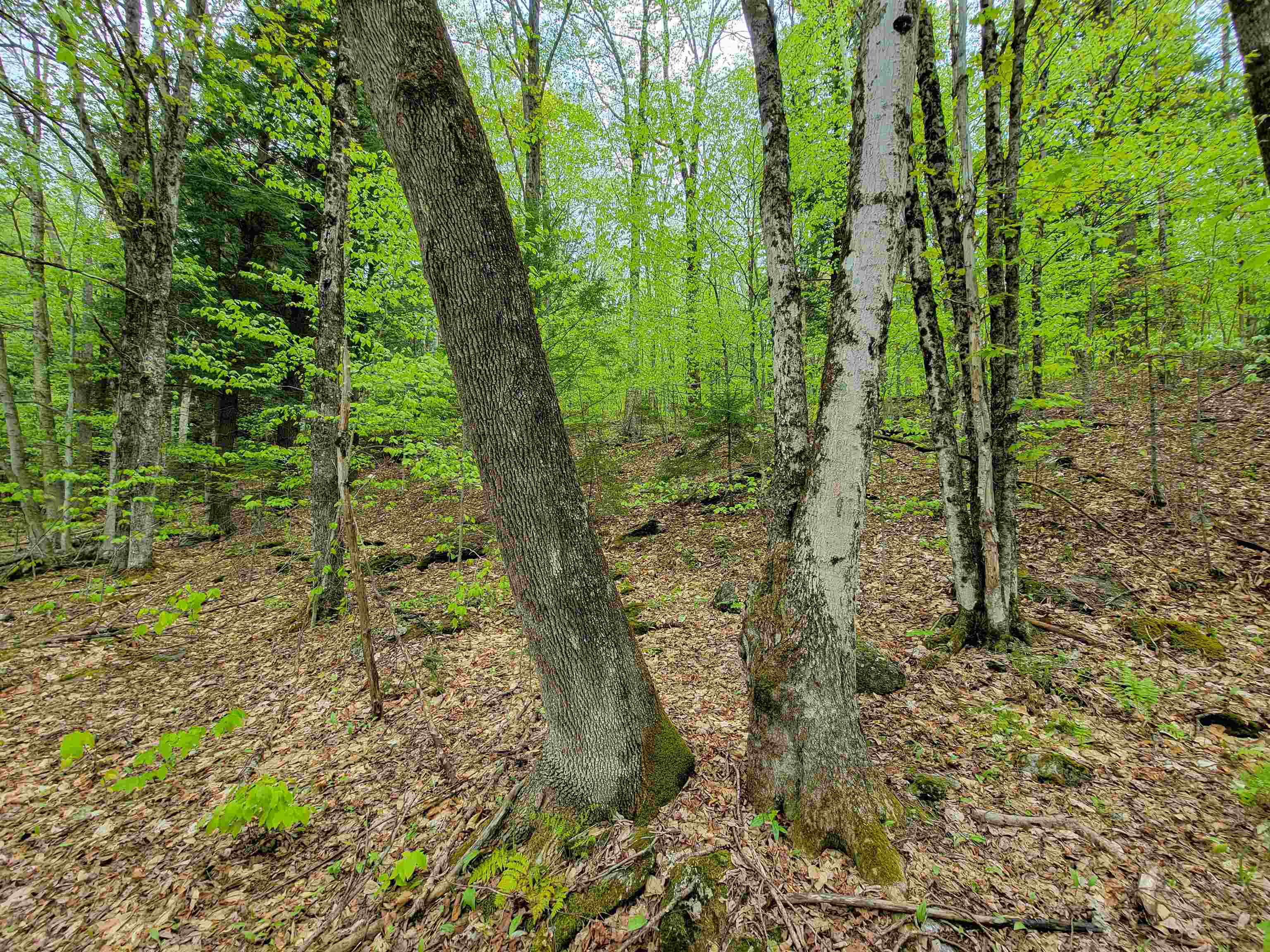 660 Brookview Lane Wolcott, VT 05680 - Photo 42 of 60