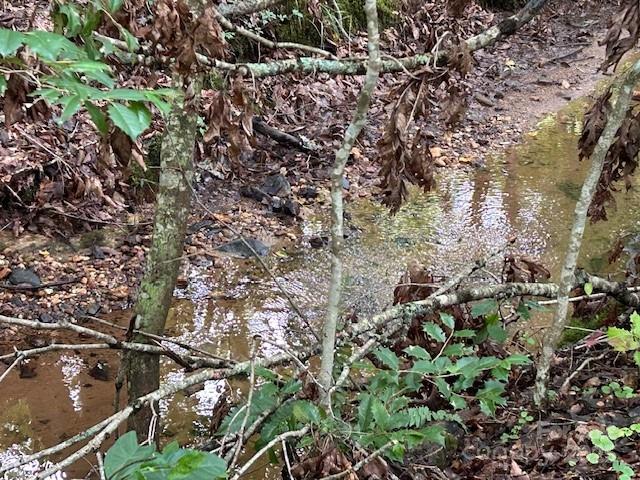 584 Groves Road Rutherfordton, NC 28139 - Photo 12 of 37