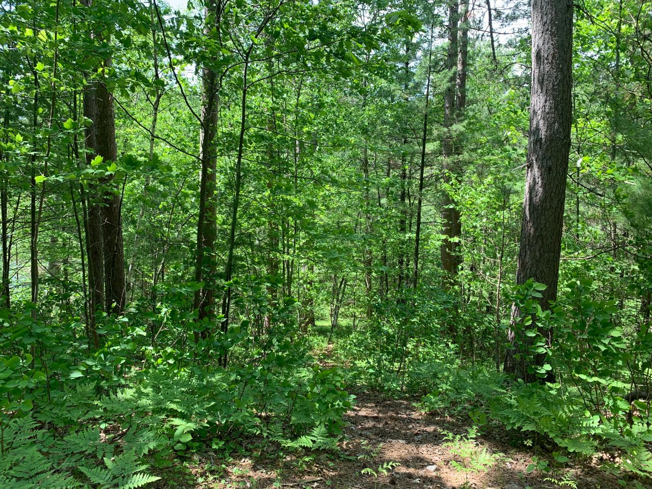 Lot 2 Mccarthy Lake Road Tomahawk, WI 54487 - Photo 4 of 12 Gallery Image 4