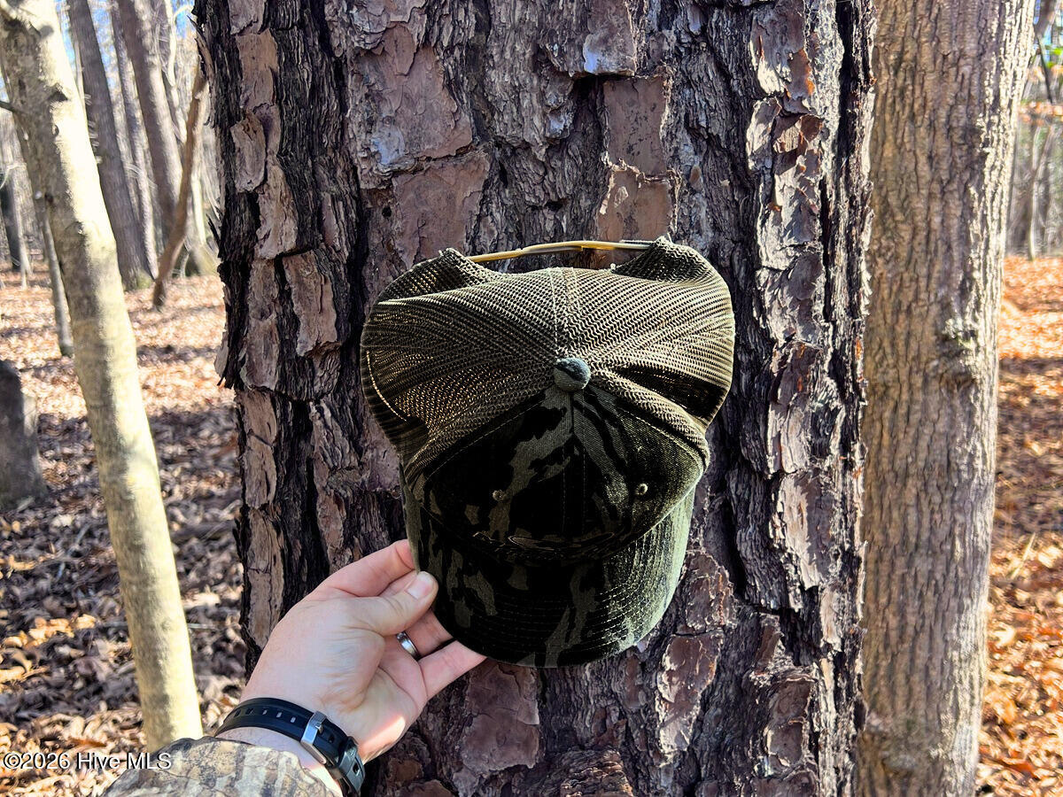 0 Nc 98 Hwy Spring Spring Hope, NC 27882 - Photo 13 of 39 13. Ground Photo Pine Tree - MLS