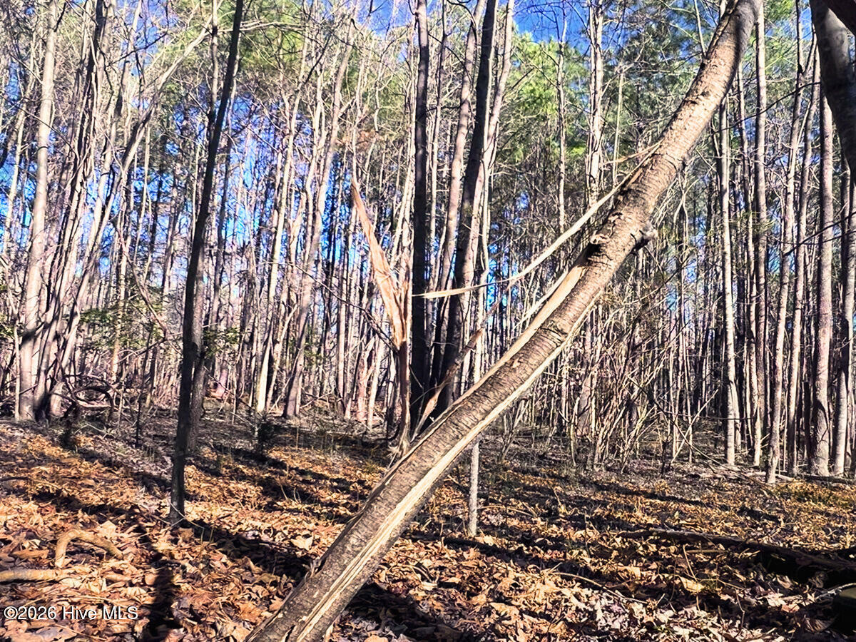 0 Nc 98 Hwy Spring Spring Hope, NC 27882 - Photo 26 of 39 26. Ground Photo Deer Rub