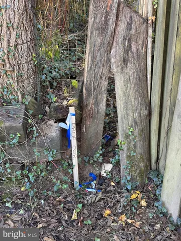 a street view with tall trees