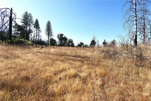 a view of a yard with trees and a house