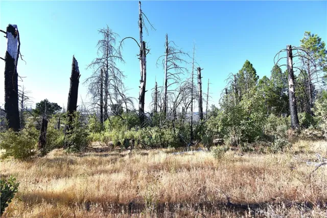 a view of a yard with large trees