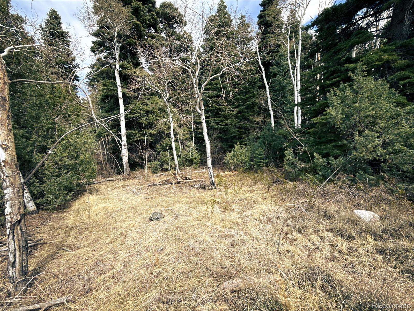 189 Cedar Ridge Road Mosca, CO 81146 - Photo 16 of 47 a view of a backyard with plants and large trees