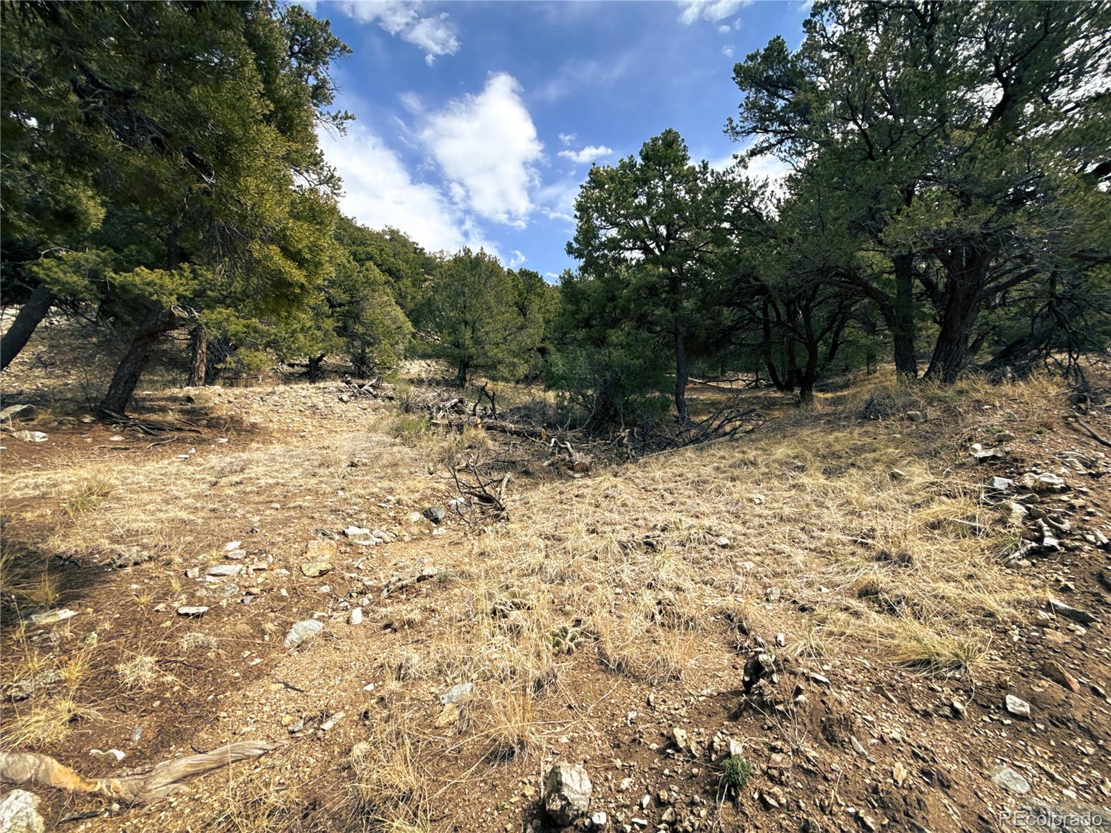 189 Cedar Ridge Road Mosca, CO 81146 - Photo 21 of 47 a view of a yard with trees