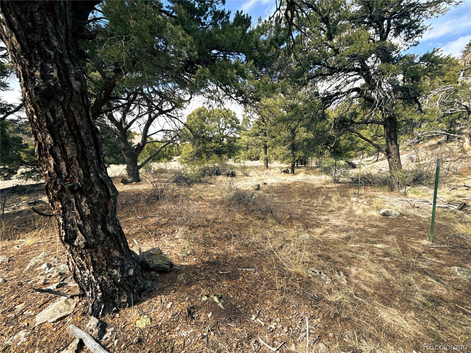 189 Cedar Ridge Road Mosca, CO 81146 - Photo 22 of 47 a view of dirt yard with a tree