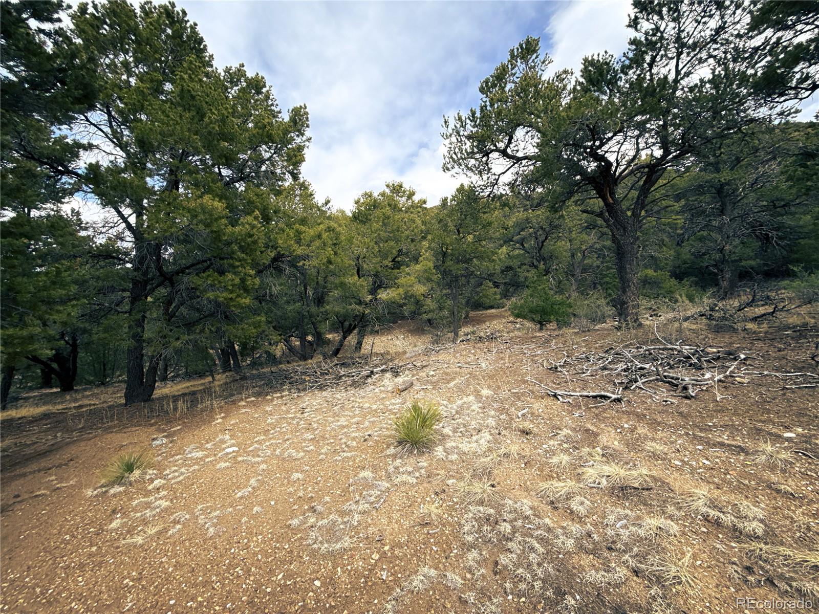 189 Cedar Ridge Road Mosca, CO 81146 - Photo 25 of 47 a view of a yard with trees