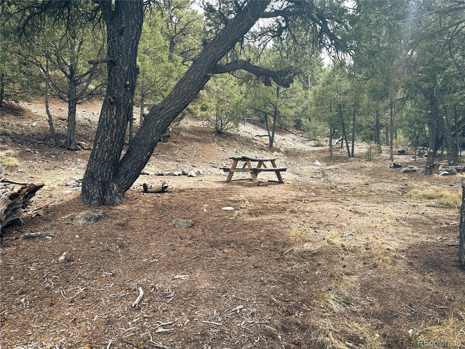 189 Cedar Ridge Road Mosca, CO 81146 - Photo 4 of 47 a view of a yard with a tree