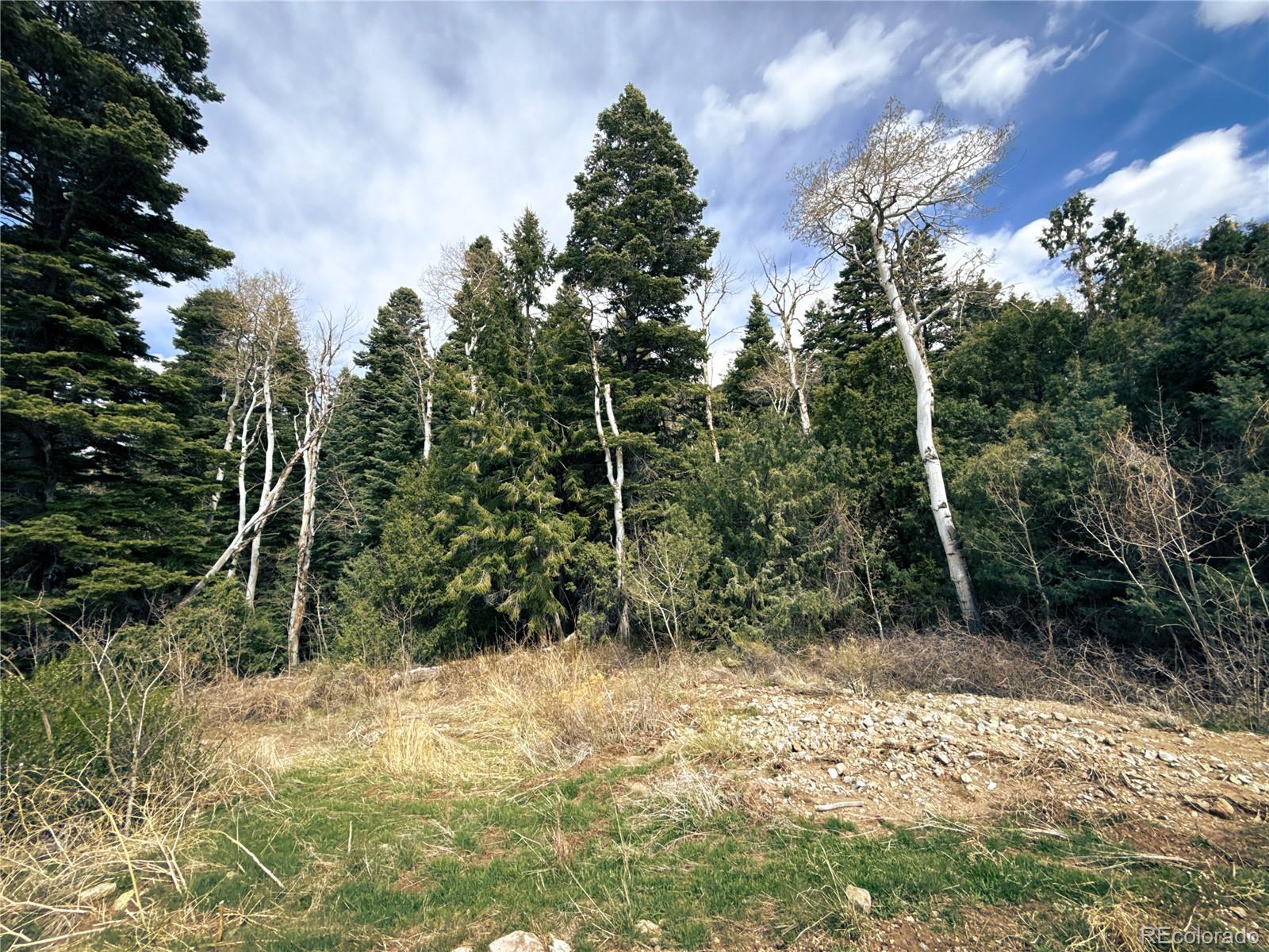189 Cedar Ridge Road Mosca, CO 81146 - Photo 5 of 47 a view of a forest