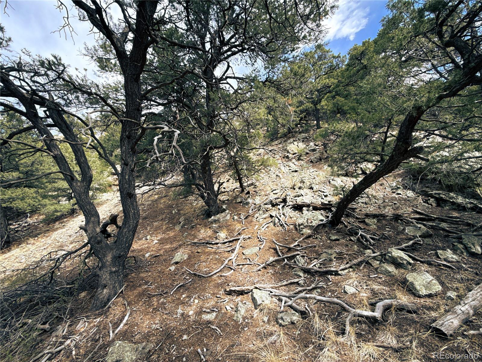 189 Cedar Ridge Road Mosca, CO 81146 - Photo 6 of 47 a view of tree
