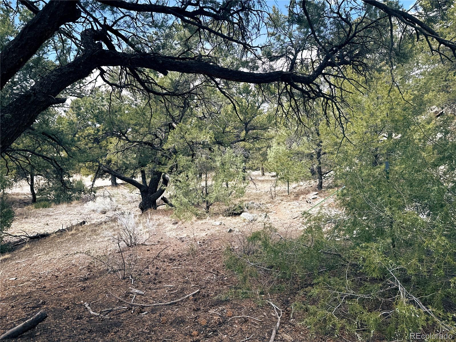 189 Cedar Ridge Road Mosca, CO 81146 - Photo 7 of 47 a view of trees in a yard