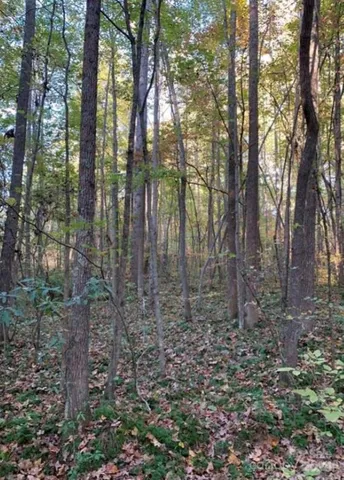 a view of a yard with lots of trees