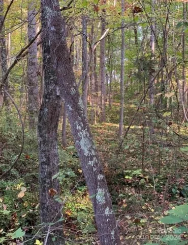a view of a forest filled with trees