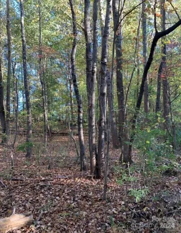 a view of a forest with trees