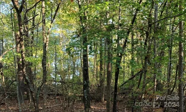 a view of a forest that has large trees