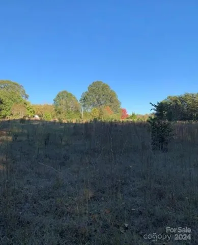 a view of a forest with trees in the background
