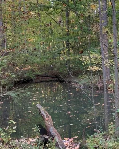 a view of a forest with trees